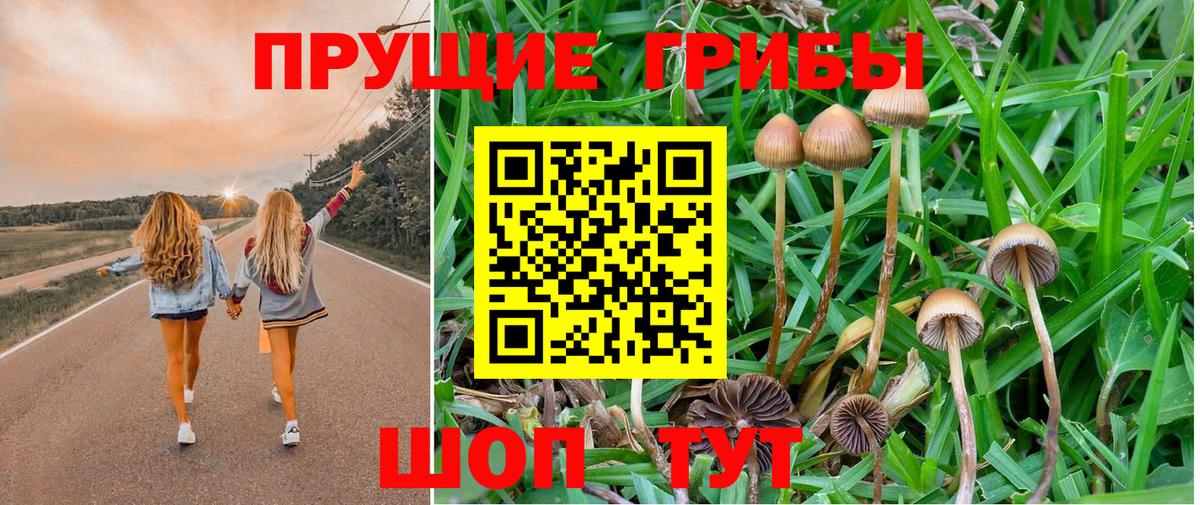 Псилоцибиновые грибы Psilocybe  Вход с VPN  Черняховск 